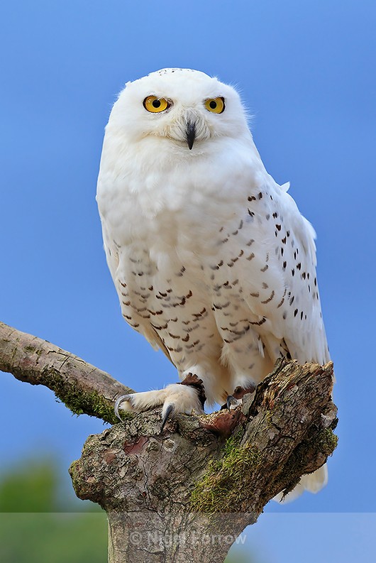 Snowy Owl perched on a dead tree stump - Snowy Owl