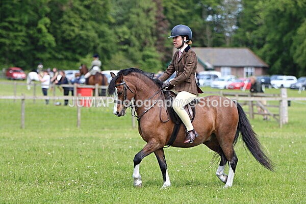 IMG_3430 - Working Hunter