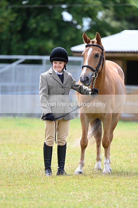 WJ7_6661 - Class 5 Handsome Gelding in hand