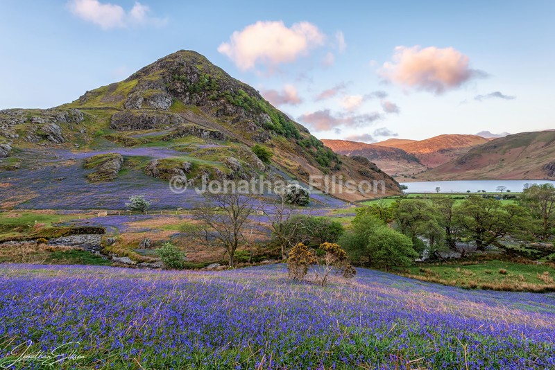 Rannerdale Bluebells - Lake District