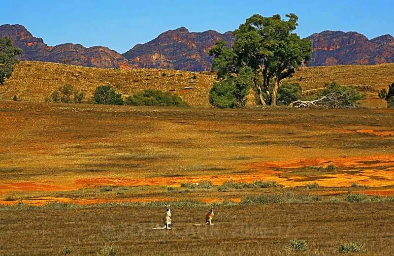 Two Roos and Wilpena Pound - ANIMAL AND BIRD PHOTOS