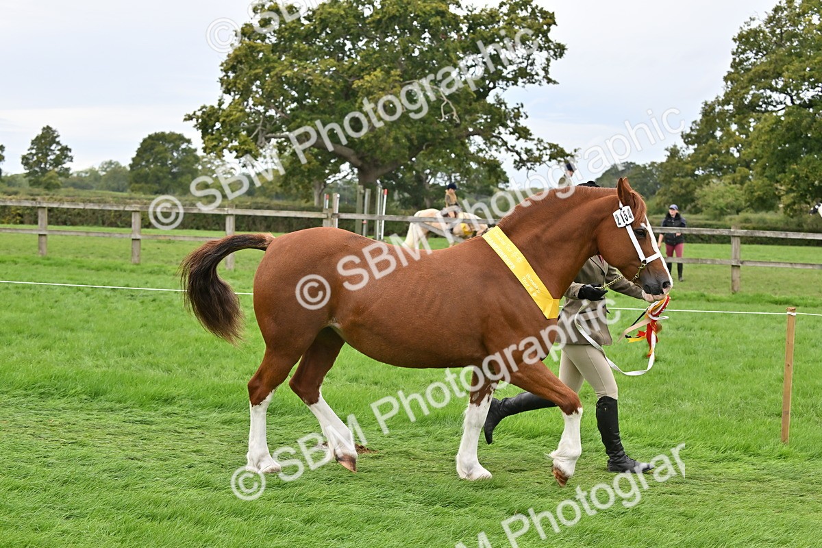 SBM_65072 - In Hand Pony & Younstock Supreme Championship