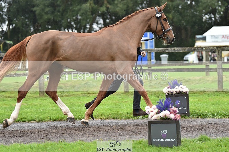 231018-124450-00492 - 059-MINNIE.MANOEUVREZ-Mark.Ford-TrotUp