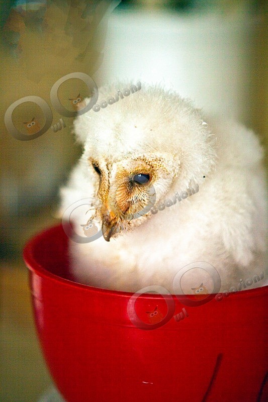 Loki being weighed at 20 days old - Our Birds
