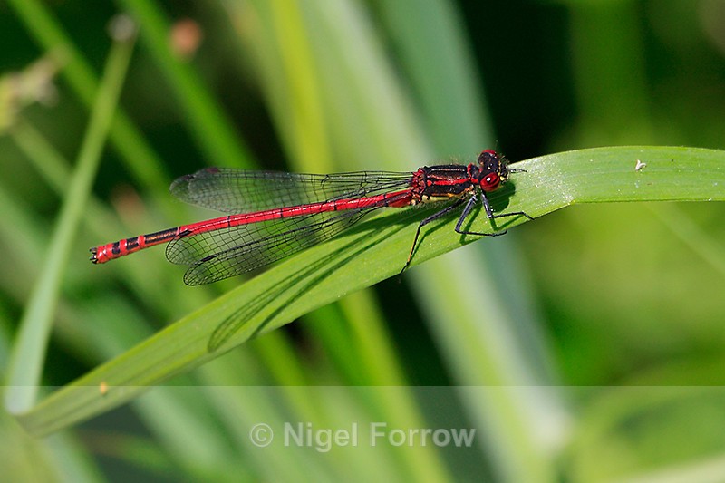 Large Red Damselfly (male) at Otmoor - INSECTS