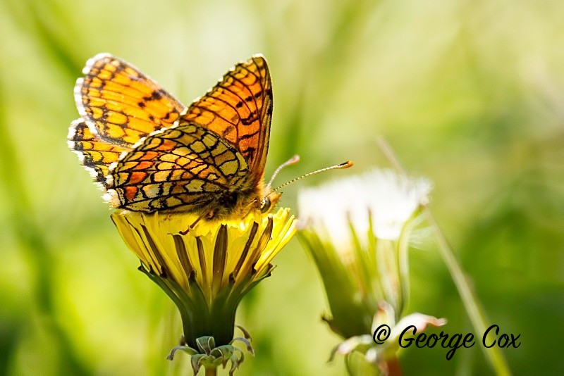 Meadow Fritillary Underside - Vercors Butterflies