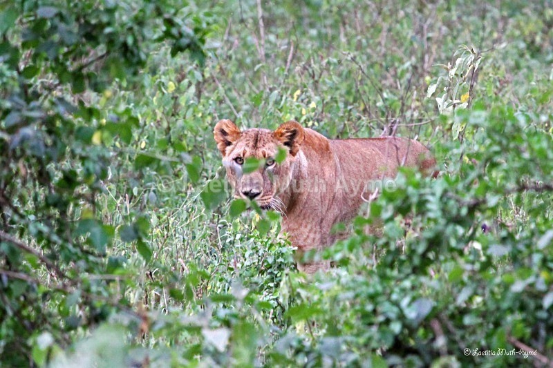 IMG_0615 Nakuru - Lions