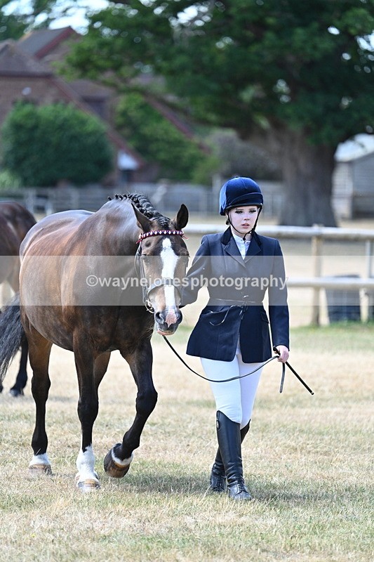 WJ7_2299 - Class 5a Most Handsome Gelding in hand (above 14.2hh)
