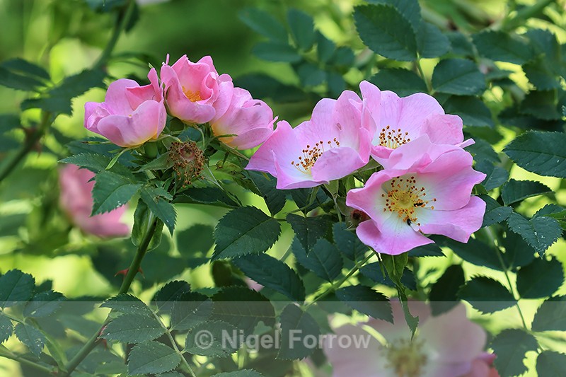 Dog Rose (Rosa canina), Oxfordshire, England - PLANTS