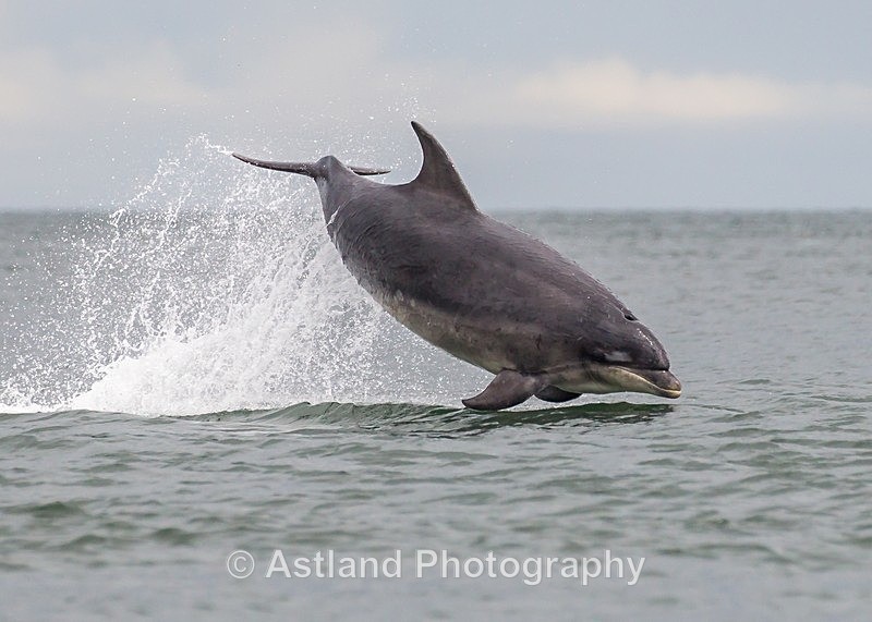 Astland Photography, Bird and Wildlife Images, Susan and Peter Wilson, U.K.