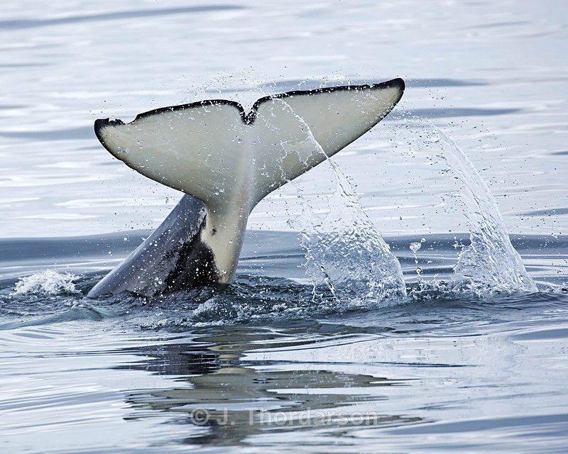  - Orca