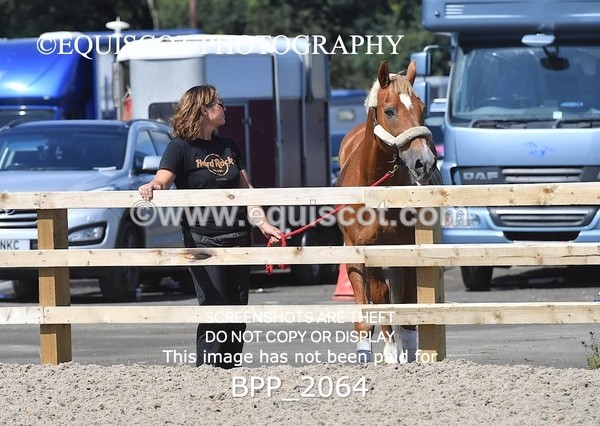 BPP_2064 - DERBY CLASS 6 - 70CM