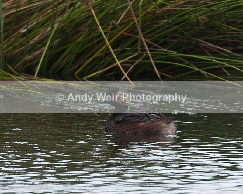 20080712-037 - Black-necked Grebe