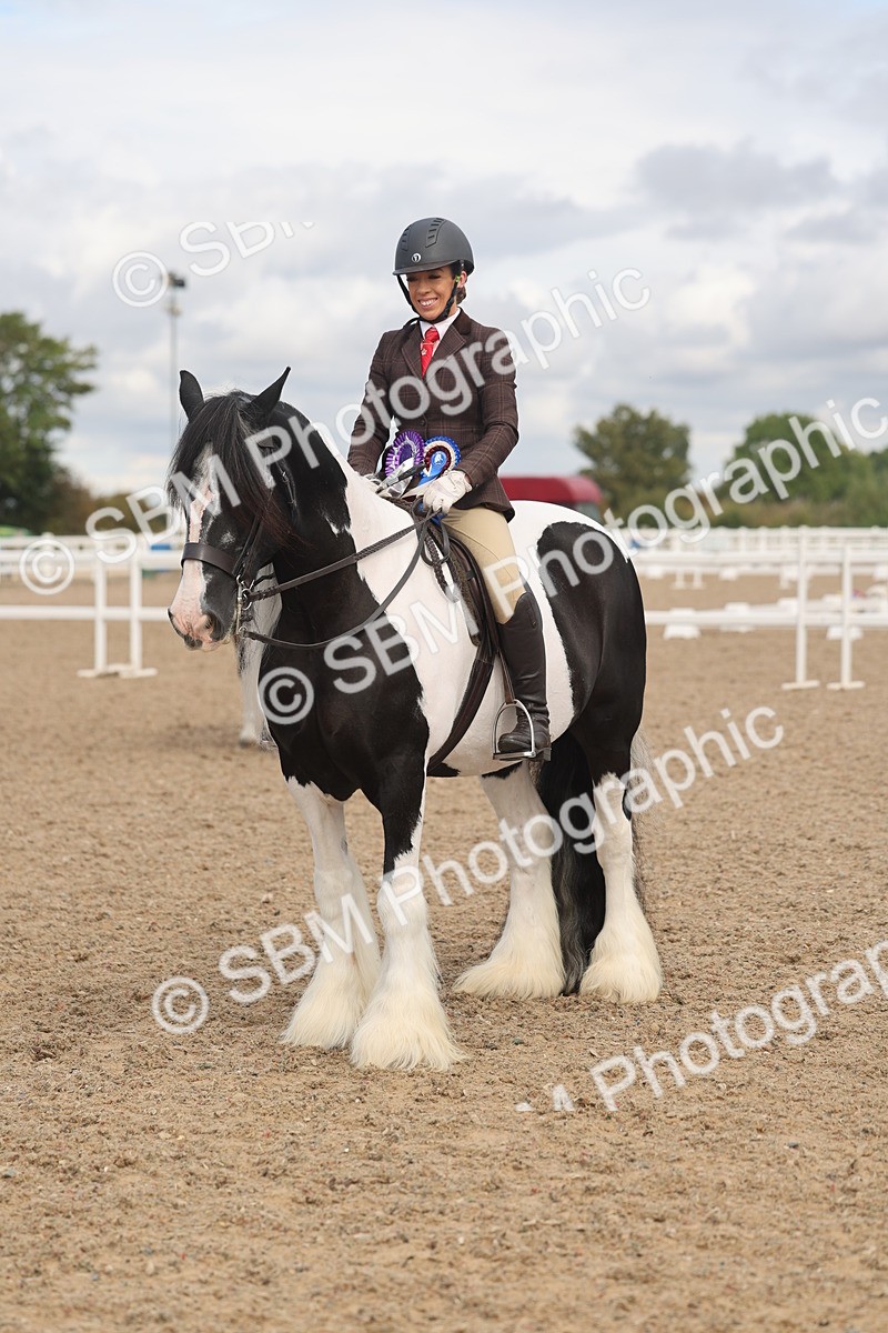 SBM_04500 - Class 18 - Handsomest Gelding (IH or Ridden)