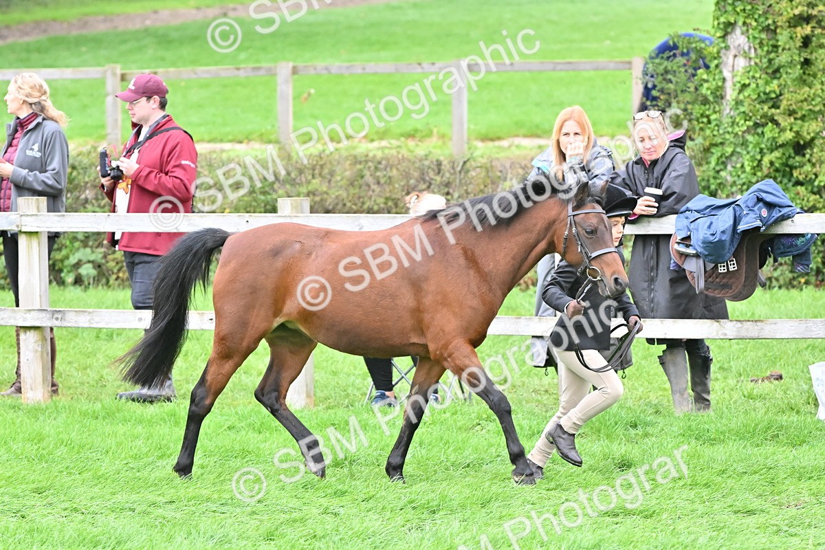 SBM_60995 - S48 - Mountain & Moorland In Hand Small Breeds