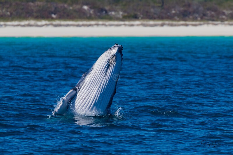 Baby Breach 1 0A3A2006 - Humpback Whales