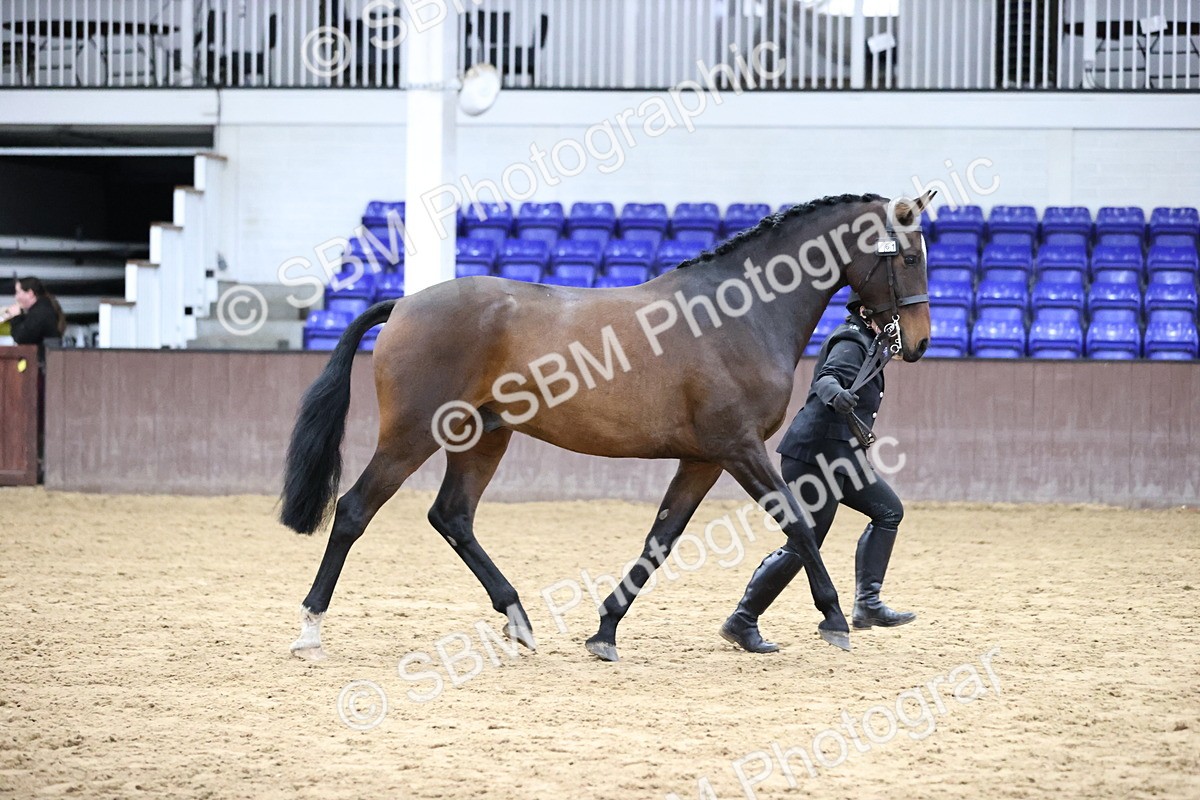 SBM_5756 - Class 3 - BSHA In Hand Show Hunter