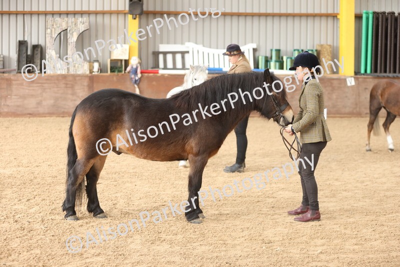 20251109-0623 - Class 22 - Geldings 4 Years and over