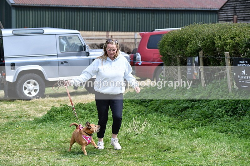 WJ5_0465 - Class 7 Best Terrier