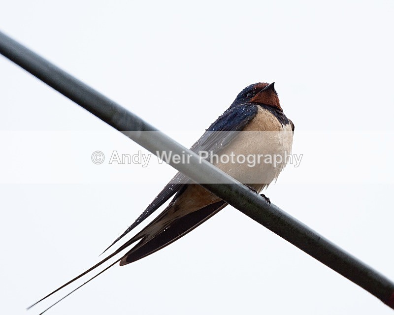 20090501-042 - Swallows, Swifts & Martins