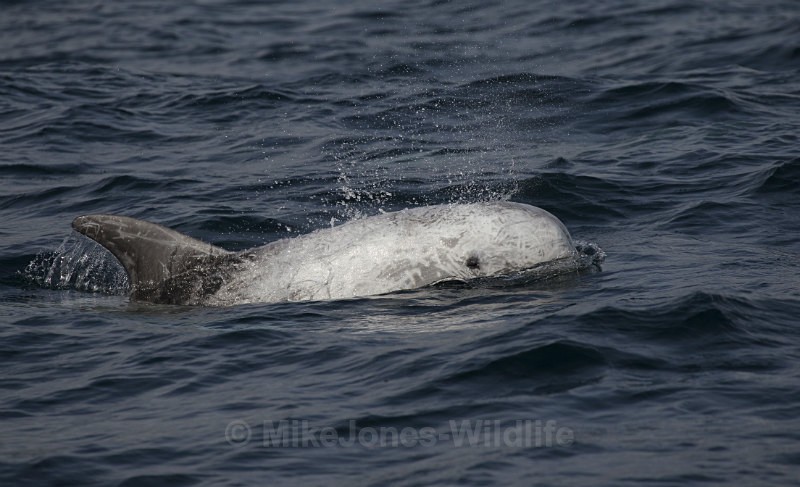  - Dolphins, Whales & Orcas. Scotland, Iceland, Azores & Madeira