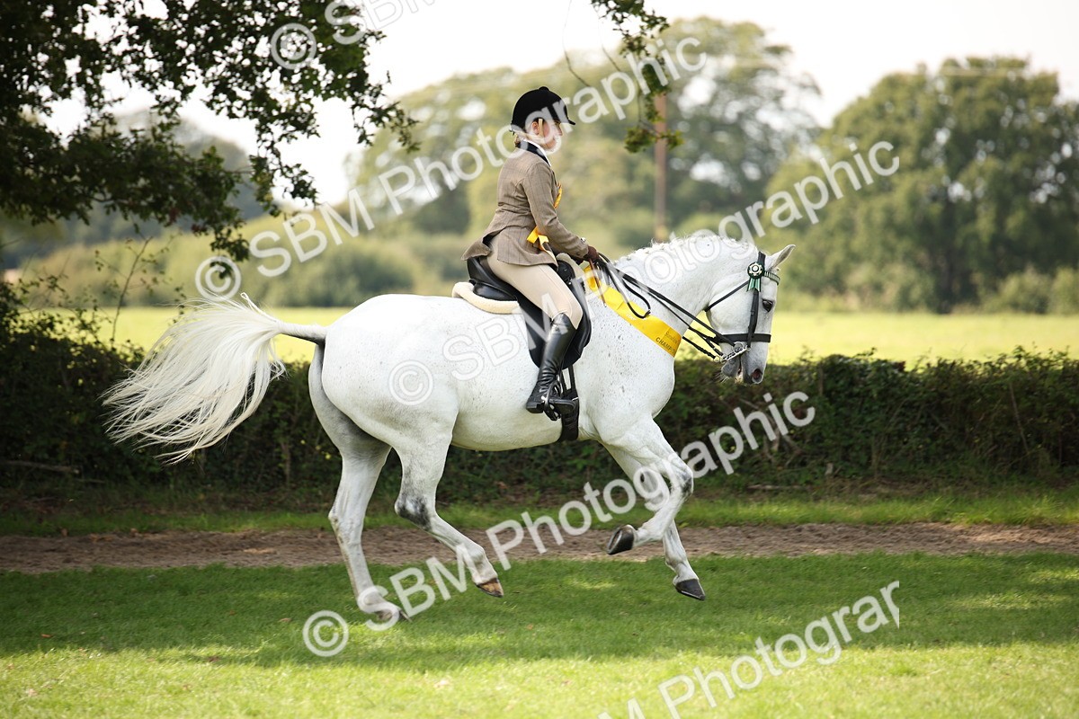 SBM_66000 - S64 - Riding Horse & Hack & Thoroughbred Ridden