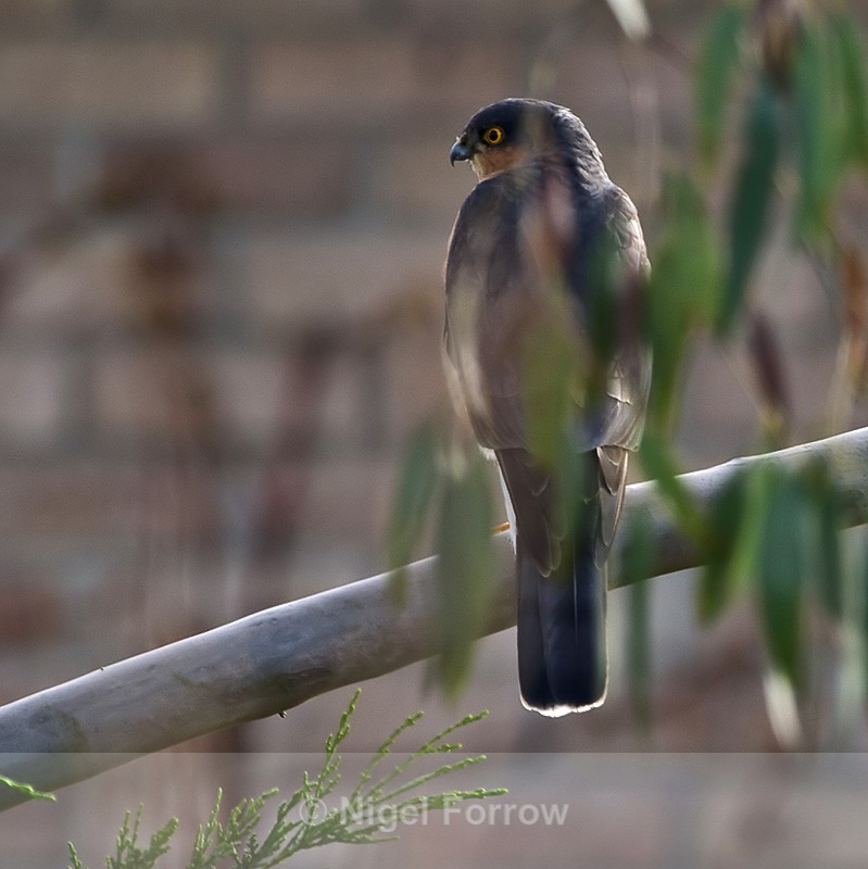 Sparrowhawk (male) perched on a tree branch - Sparrowhawk