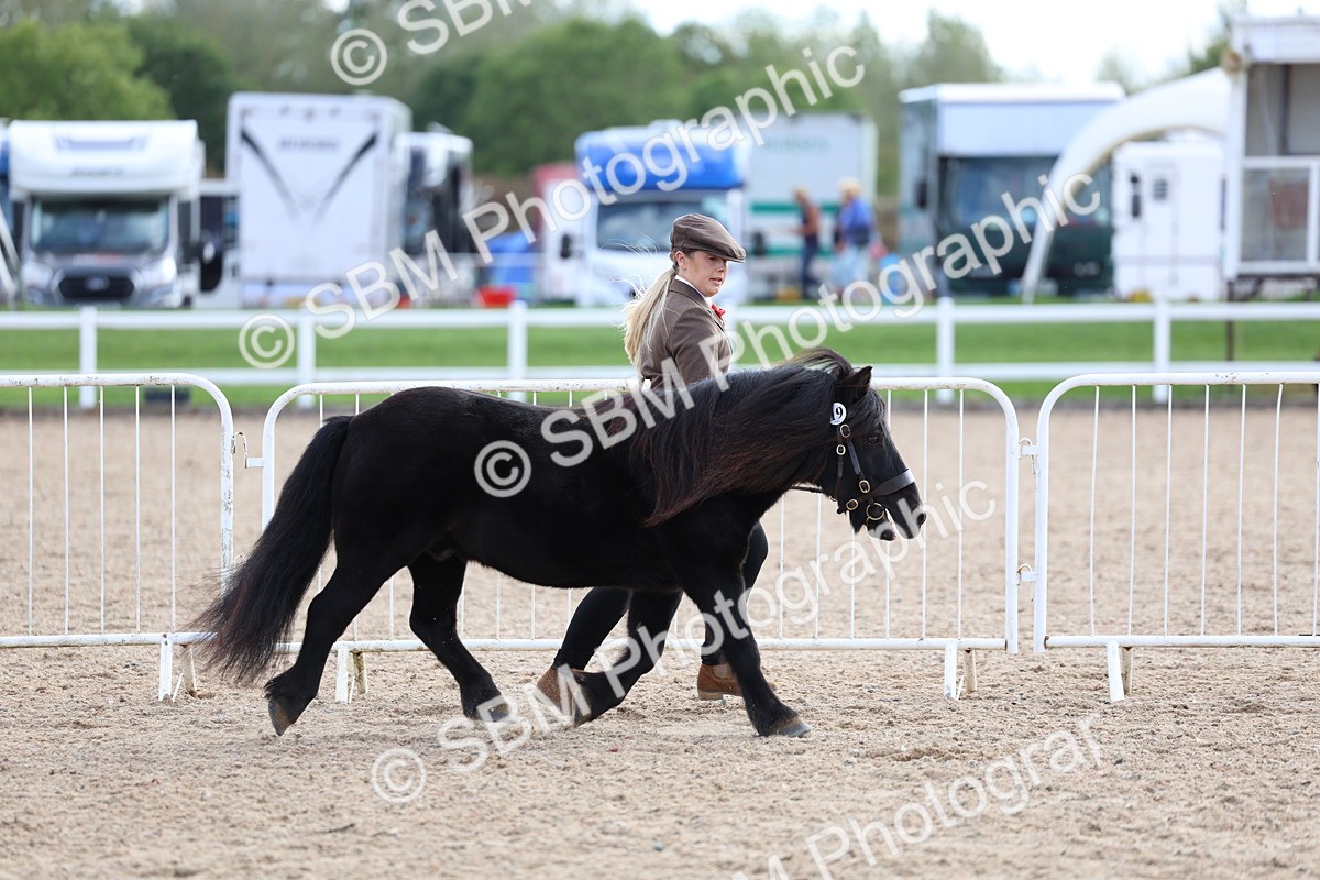 SBM_18704 - Class 317 - IH Pure Bred Horse-Pony