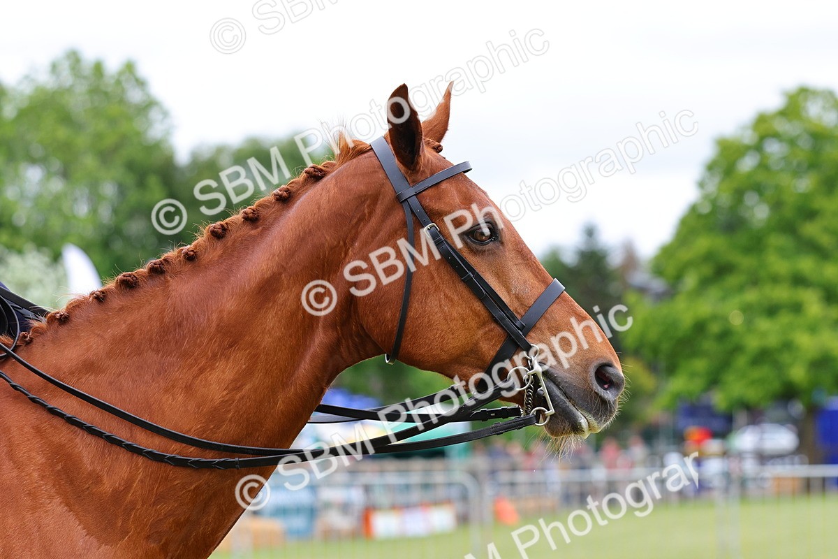 SBM_02769 - Class 9-11 Side Saddle including LIHS Rising Star Ladies Show Horse
