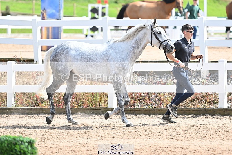 240717A-151509-02689 - Trot Up 3pm to 4pm