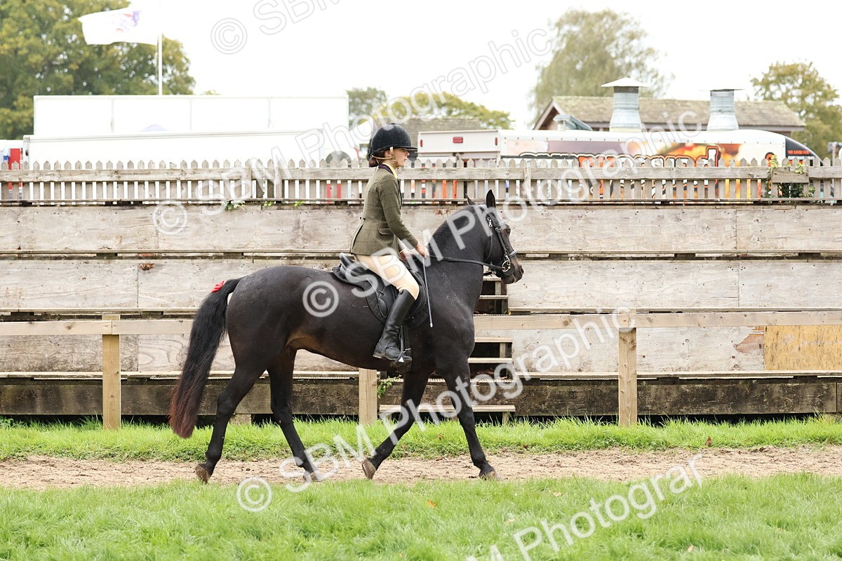 SBM_69547 - S62 - Mountain & Moorland Ridden Large Breeds