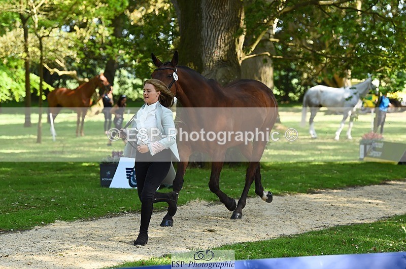 230524-162844-00895 - 103-CLOUDED_LEOPARD-Jessica_Coombes-WEDTrotUp+DR