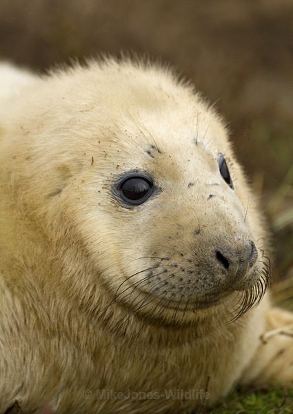 GREY SEAL PUP - GREY SEALS & PUPS GALLERY