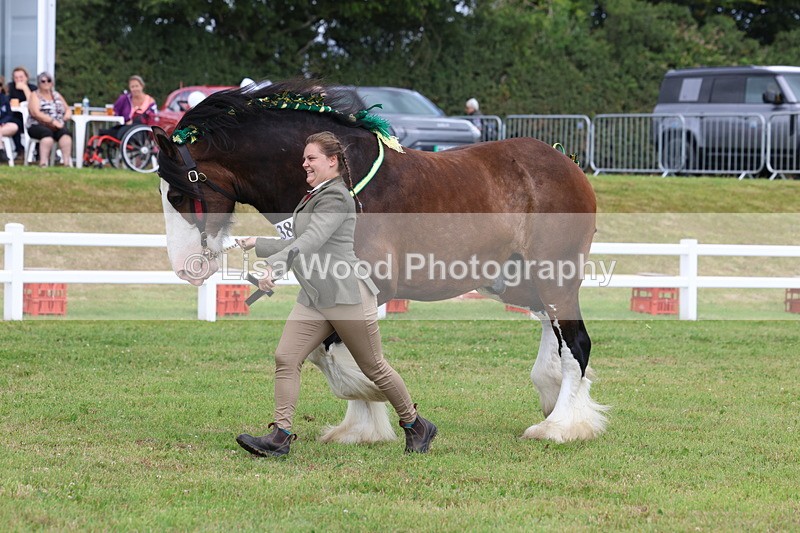 3E7A0769 - Class 7: Heavy Horse In Hand