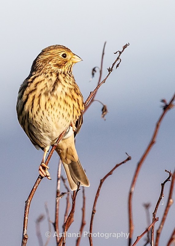 Astland Photography, Bird and Wildlife Images, Susan and Peter Wilson, U.K