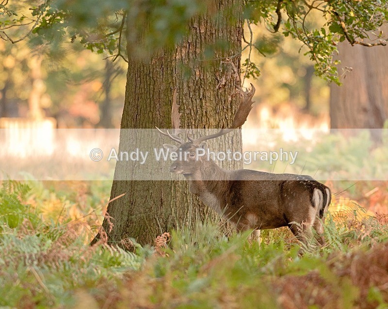20111022-_MG_6702 - Fallow Deer