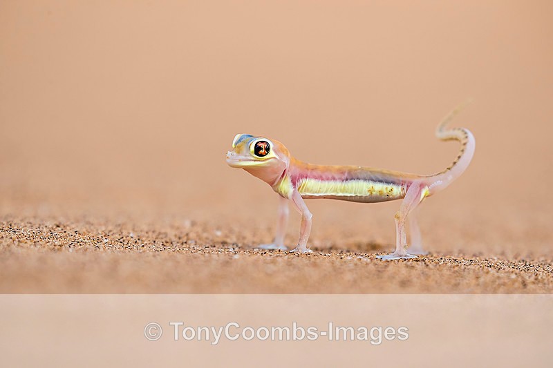 Palmato Gecko - The Namib Desert