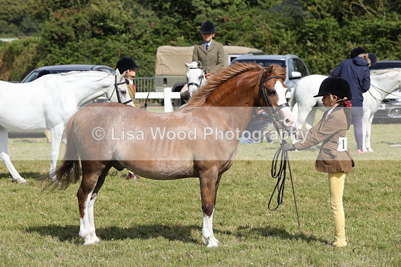 1X9A5811 - Class 40: NPS Welsh A & B