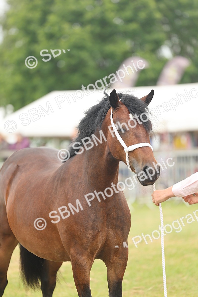 SBM_04986 - Class 50-57 - M&M Welsh Pony In Hand