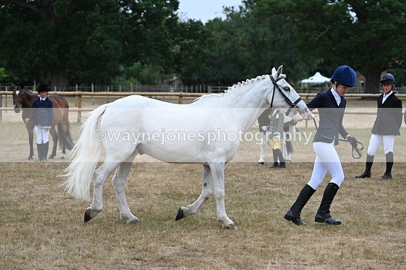 WJ7_9594 - Class 5 Most Handsome Gelding (up to 14.2hh)