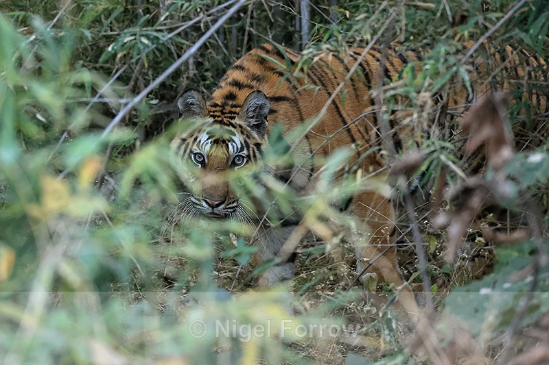 Tiger peers out from jungle, Bandhavgarh Reserve, India - Tiger