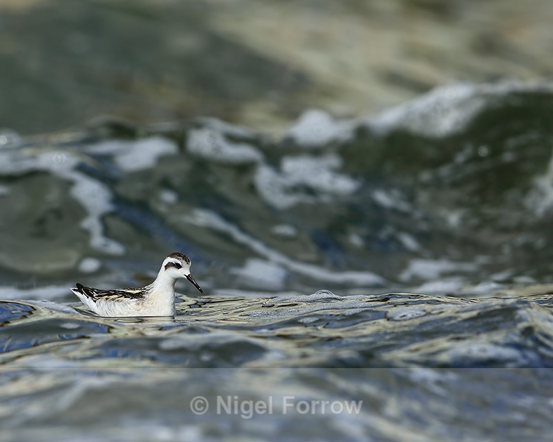 Red-necked Phalarope (juvenile), Farmoor - Red-necked Phalarope