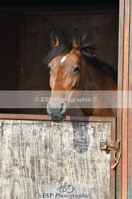 230817-084532-02453 - Stable Shots