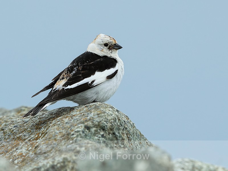 Snow Bunting sitting on rock, Jokulsarlon, Iceland - Snow Bunting