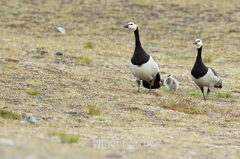 Barnacle Geese, Jokulsarlon, South Iceland - Barnacle Goose