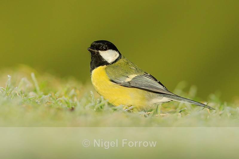 Great Tit on frosty grass, Worcestershire - Great Tit