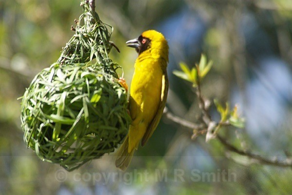 Southern Masked Weaver - SA - BIRDS & INSECTS