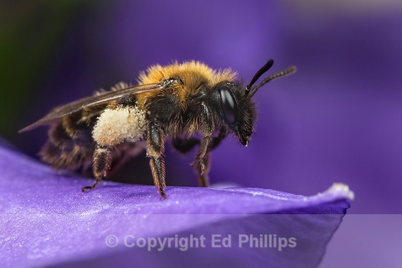Andrena bicolor (f) - Andrena bicolor