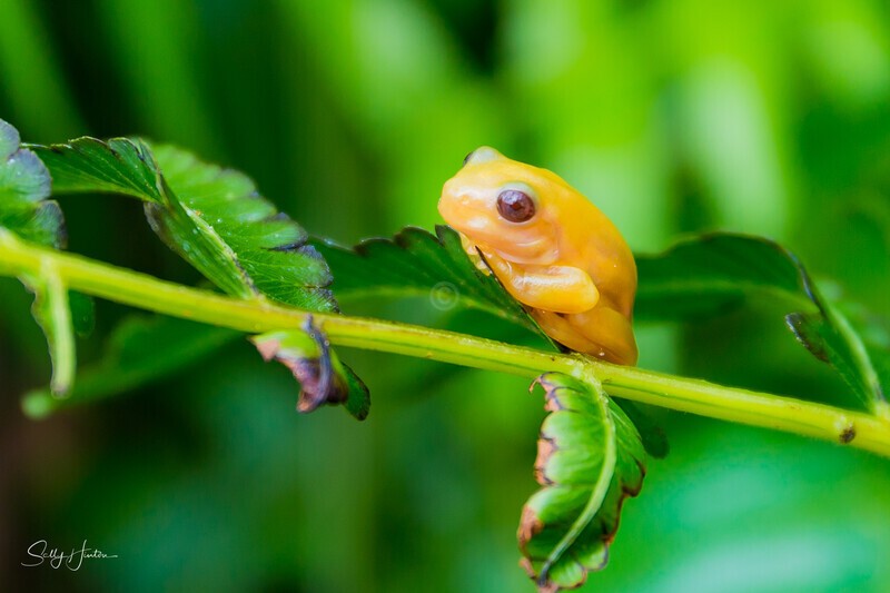1 Golden Green Tree Frog - Green Frogs - Golden Variation