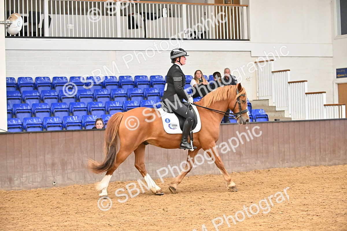 SBM_001439 - Class 19,20 - Ridden Native, Foreign Breeds & Warmbloods